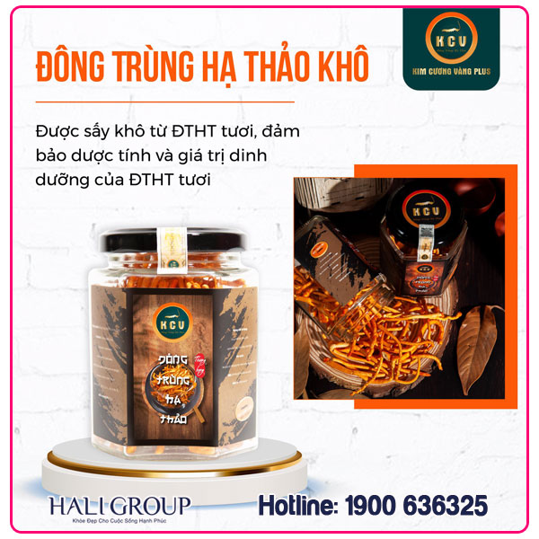 Nhà phân phối khô đông trùng hạ thảo Kim Cương Vàng 10g của Tiến Luật